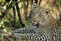 A closeup of a Leopard , Masai Mara