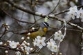 Closeup of a Leopard Rainbow Bird perched atop a tree branch with blooming flowers