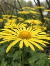 A closeup of a Leopard's Bane flower Royalty Free Stock Photo