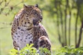 Closeup leopard in the vegetation