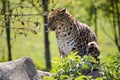 Closeup leopard in the vegetation
