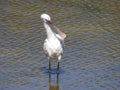 Closeup of a Lepelaar in water in Rio Formosa in Portugal