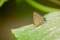 Closeup of a lepidoptera butterfly is taking nutrients from the ashes lying on the green leaves