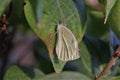 Closeup of a Leptidea reali on a green leaf under the sunlight with a blurry background