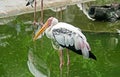 Lesser Adjutant Stand in a Pond