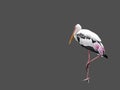 Closeup Lesser Adjutant Standing on Gray Background, Clipping Pa