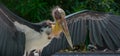 Closeup of Lesser adjutant stork.