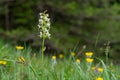 Closeup of a lesser butterfly-orchid in the Austrian Alps