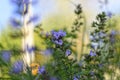 Closeup of Lesser Calamint