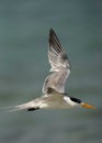 Closeup of a Lesser Crested Tern flying at Busaiteen coast, Bahrain