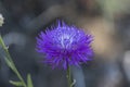 Closeup of Lesser Knapweed flower