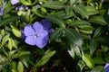 Blue lesser perwinkle in spring park