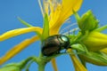 Lesser St John`s wort beetle, Chrysolina hyperici on St John`s wort Royalty Free Stock Photo