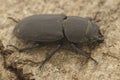 Closeup of the lesser stag beetle, Dorcus parallelipipedus in Gard, France
