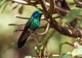 Lesser Violetear hummingbird Colibri cyanotus,Panama