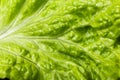 Closeup lettuce leaf ,fresh lettuce. Green background Royalty Free Stock Photo