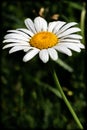 Closeup of Leucanthemum Maximum Daisy