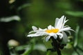 Closeup of Leucanthemum vulgare, oxeye daisy.