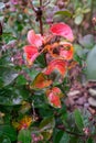 Closeup of Leucothoe axillaris shrub with red leaves Royalty Free Stock Photo