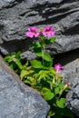 Closeup of Lewis`s Monkeyflower blooming pink flowers growing out of rocks at Paradise area of Mt. Rainier national park, USA Royalty Free Stock Photo