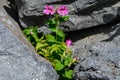 Closeup of Lewis`s Monkeyflower blooming pink flowers growing out of rocks at Paradise area of Mt. Rainier national park, USA