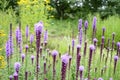 Liatris aspera with purple flowers