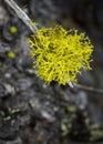 Closeup of Lichen
