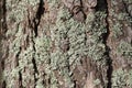 Closeup of lichen on a pine tree in sunlight