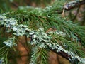 Closeup of lichen on spruce tree Royalty Free Stock Photo