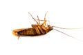 Closeup lie supine cockroach dead isolate on white background Royalty Free Stock Photo