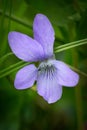 Closeup on the light blue flower of the European Common Dog-violet,Viola riviniana