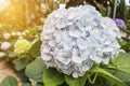 Closeup light blue Hydrangea flower over blurred garden with vintage morning warm light Royalty Free Stock Photo