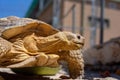 Closeup of a light brown sulcata tortoise standing in the street with its head turned aside Royalty Free Stock Photo