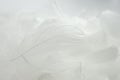 Closeup light fluffy a white feather background. Royalty Free Stock Photo