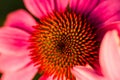 Closeup of a light lavender pink, daisy-like coneflowers or Echinacea