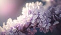 Closeup of light lilac flowers. Soft lighting on spring flowers. Purple violet blooming blossom petals. Background wallpaper