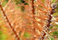 Closeup of the light peach pine needles