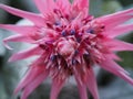 Closeup of pink bromelia in full bloom with blurred background