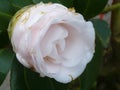 Closeup of a light pink Camellia japonica flower Royalty Free Stock Photo