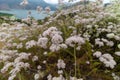 Closeup of light pink-colored flowers captured at the Pyramid Lake in California Royalty Free Stock Photo