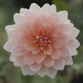 A closeup of light pink dahlia flower Royalty Free Stock Photo