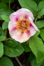 Closeup of light pink and dark pink peony flower blooming in a garden