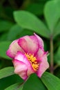 Closeup of light pink and dark pink peony flower blooming in a garden Royalty Free Stock Photo