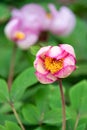 Closeup of light pink and dark pink peony flower blooming in a garden