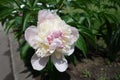 Closeup of light pink flower of peony in spring Royalty Free Stock Photo