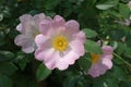 Closeup of light pink flowers of dog rose in mid May Royalty Free Stock Photo