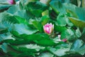 Closeup light pink Lotus flower or Nymphaea nouchali or Nymphaea stellata is a water lily of genus Nymphaea Royalty Free Stock Photo