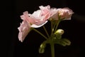 Closeup of light pink Pelargonium hortorum