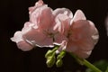 Closeup of light pink Pelargonium hortorum