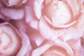 Closeup light pink petal rose with water rain drop make it fresh. Flower wallpaper from natural material in a pastel tone Royalty Free Stock Photo